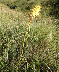 Kniphofia breviflora