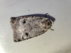Cerastis faceta