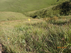 Kniphofia breviflora