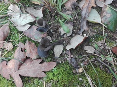 Helvella lacunosa