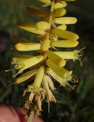 Kniphofia breviflora