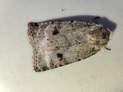 Cerastis faceta