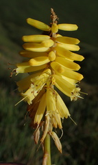 Kniphofia breviflora