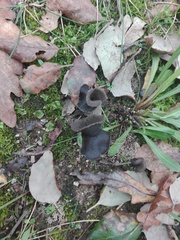 Helvella lacunosa