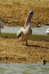 Pelecanus philippensis