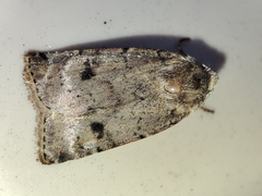 Cerastis faceta