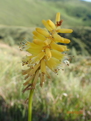 Kniphofia breviflora