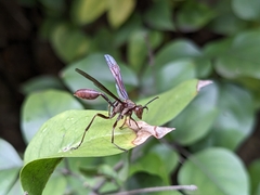 Mischocyttarus