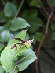 Mischocyttarus