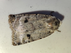 Cerastis faceta