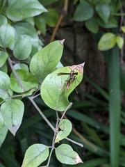 Mischocyttarus