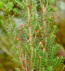 Erica hispidula