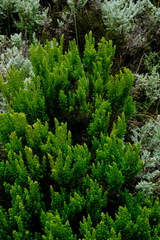 Erica hispidula
