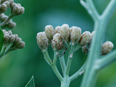 Misumenops