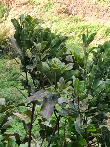 Sideroxylon mirmulano (Sideroxylon mirmulano)
