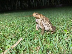 Ingerophrynus biporcatus