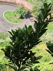 Sideroxylon mirmulans