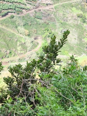 Sideroxylon mirmulans