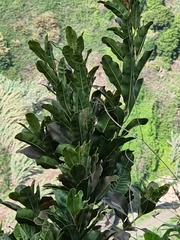 Sideroxylon mirmulans