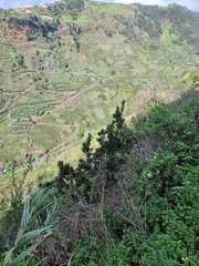 Sideroxylon mirmulans