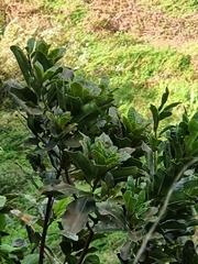 Sideroxylon mirmulans