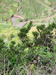 Sideroxylon mirmulans