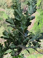 Sideroxylon mirmulans