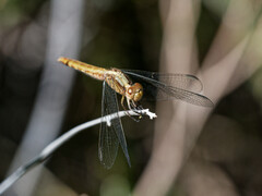 Erythrodiplax connata