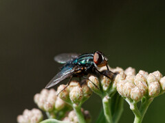 Cochliomyia