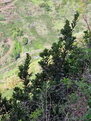 Sideroxylon mirmulans