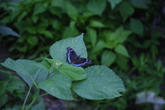 Kaniska canace