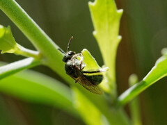 Pseudagapostemon