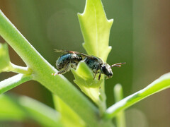 Pseudagapostemon