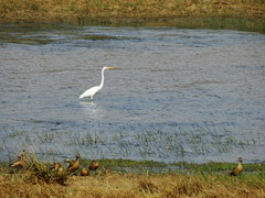 Ardea intermedia