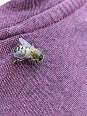 Apis mellifera