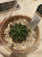 Gymnocalycium