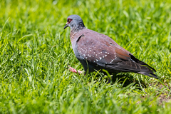 Columba guinea phaeonota