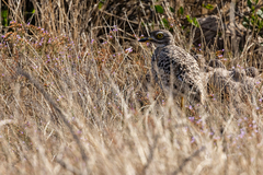 Burhinus capensis capensis