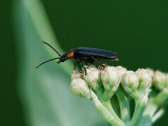 Polemius denticornis