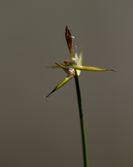 Carex pauciflora