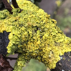 Xanthoria parietina