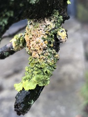 Xanthoria parietina