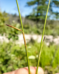 Eriophorum gracile