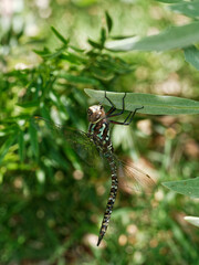 Rhionaeschna haarupi