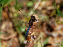 Erythrodiplax connata