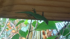 Phelsuma sundbergi longinsulae