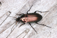 Poecilus