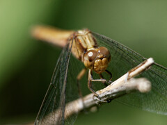 Erythrodiplax connata