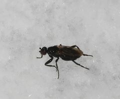 Sphaeroceridae
