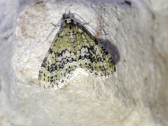 Acasis viretata